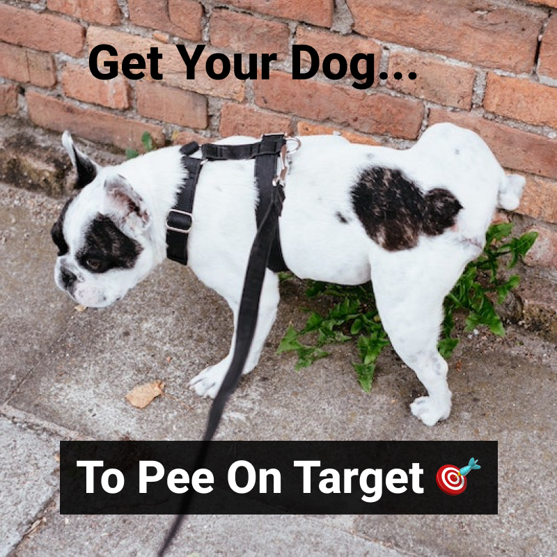 how-do-i-get-my-dog-to-pee-on-target-city-doggo