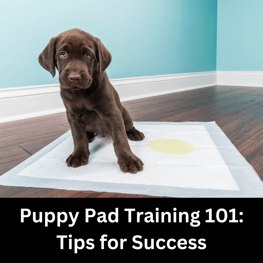 Puppy Pad Training 101 City Doggo