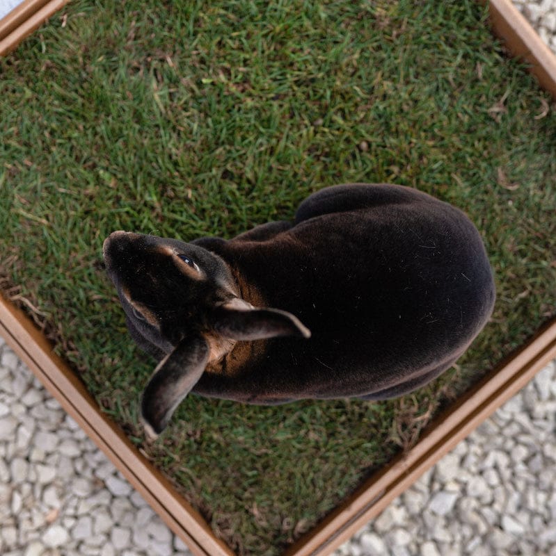 Indoor grass outlet patch